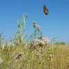 Image of a monarch butterfly, flying over a green plant with a blue sky in the background.