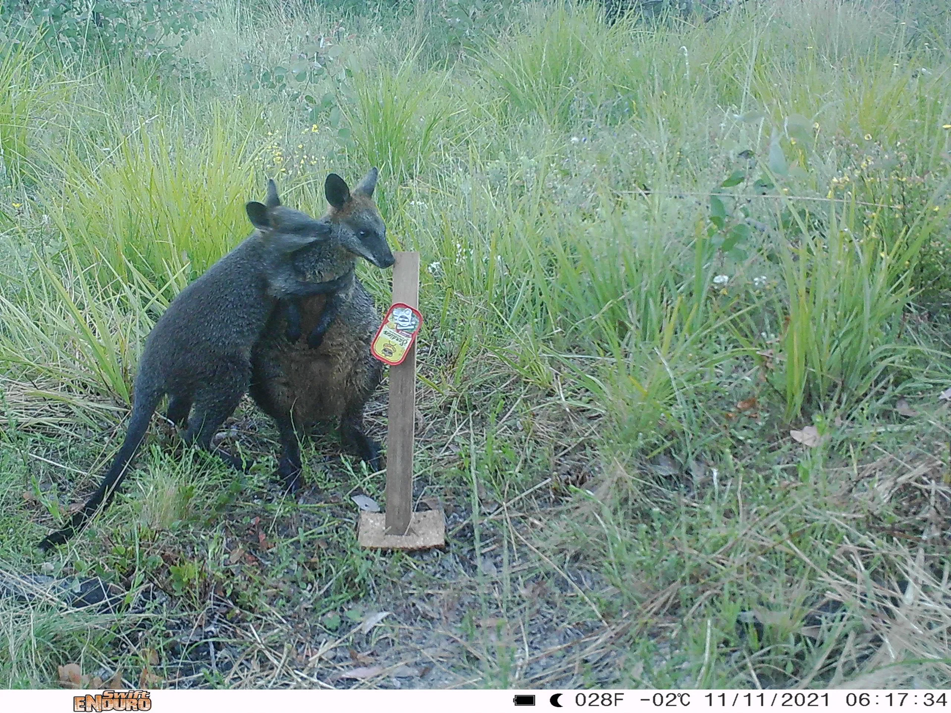 A camera sensor photo of two swamp wallabies hugging in the Southern Ranges, NSW (credit: Grant Linley)