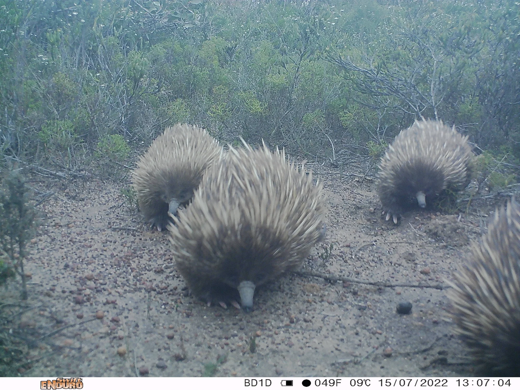 A camera sensor image of a train of four echidnas on Kangaroo Island