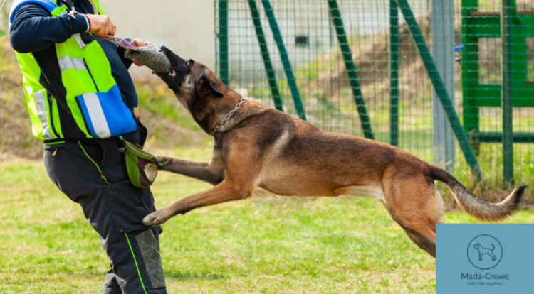 £150 OFF | Dog Training