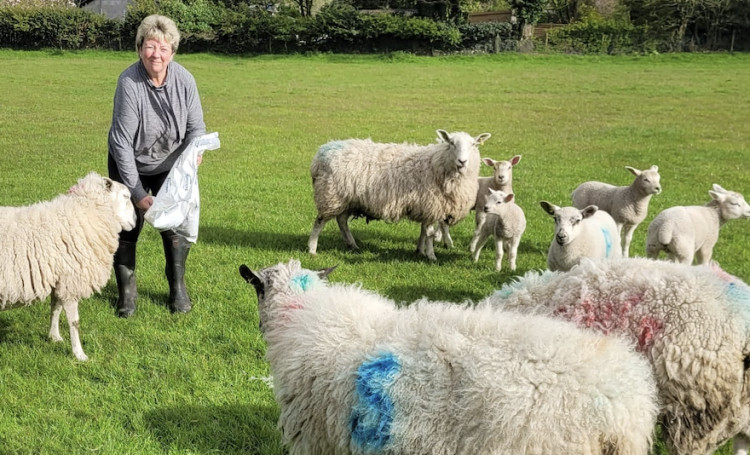 Helen Sheldon has let a group she volunteers at name her spring lambs. (Image - Helen Sheldon)