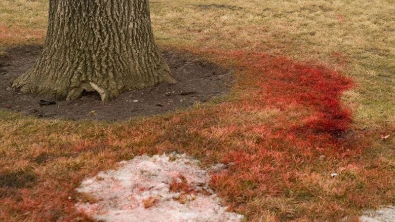 Bloodstained grass in a park in Almaty. 6 January 2022