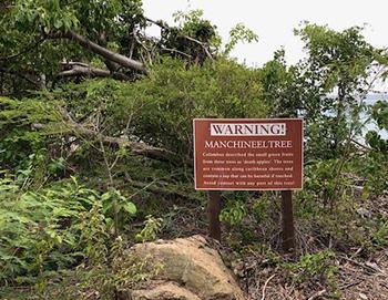 The Killer Tree You Should Never Have In Your Backyard - Manchineel Tree