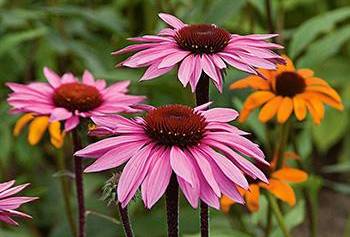 Natural Remedies for Fibromyalgia Pain - Echinacea