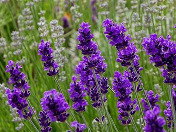 Natural Remedies for Fibromyalgia Pain - Lavender