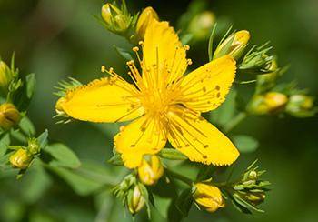 Natural Remedies for Fibromyalgia Pain - St John's Wort