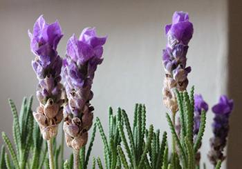 How To Make A Whipped Lavender Cream