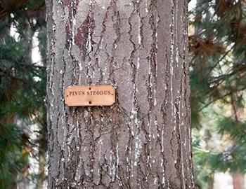 White Pine Trunk