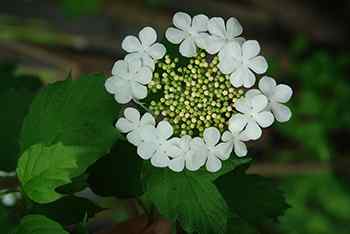 Cramp Bark - Flower