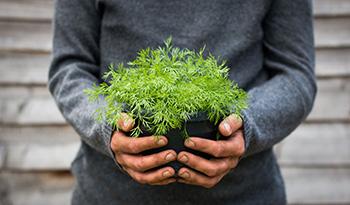 Growing Dill 3