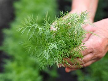 Harvesting Dill 2