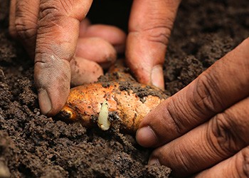 Planting,Turmeric,In,Fertile,Soil