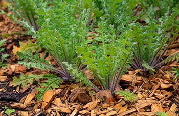 Growing Milk thistle