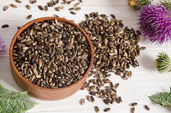 Harvesting Milk thistle Seeds