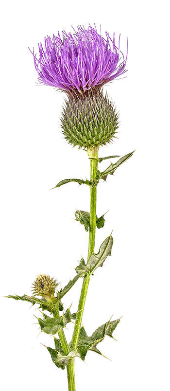 Milk Thistle - Identification