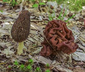 The $200 A Pound Mushroom You Should Forage for Profit - False Morel