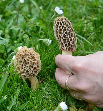 The $200 A Pound Mushroom You Should Forage for Profit - Medicinal Benefits