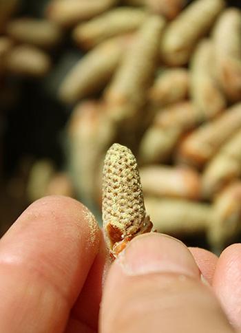 20 Uses and Benefits of Pine Pollen - Benefits 2