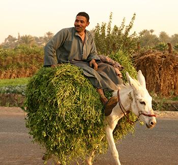 alfalfa - History