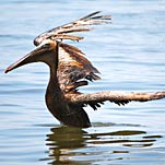 Still Counting Gulf Spills Dead Birds