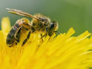 Honey bees need a societal balance for colonies to survive and thrive