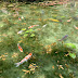 Monet's Pond: The Pond Where Art Comes to Life