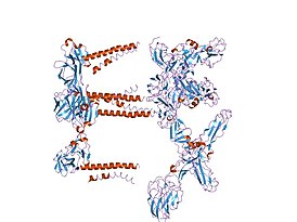 Картирование гликопротеина Е2 альфавирусов