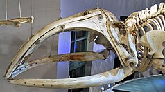 Skull of the North Atlantic right whale (Mysticeti)
