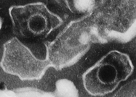 Вирионы вируса. Капсиды — круглые защитные белковые оболочки, свободно окружённые мембраной