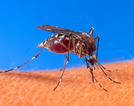 Самка комара, сосущая кровь.
