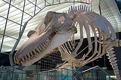 Skull of the North Atlantic right whale (Mysticeti)