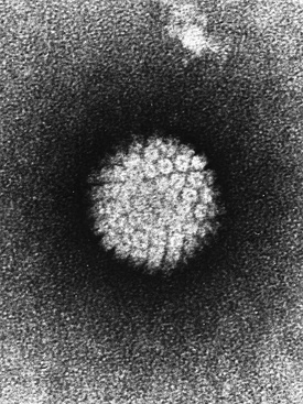 Папилломавирус человека (HPV)
