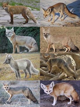 1-й ряд: обыкновенная лисица, песчаная лисица; 2-й ряд: корсак, бенгальская лисица; 3-й ряд: песец, афганская лисица; 4-й ряд: южноафриканская лисица, фенек