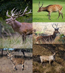 Разнообразие оленевых