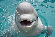 Head profile of a beluga whale, featuring the large "melon" region