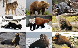 Представители современных семейств собакообразных. * 1-й ряд: волк (псовые), бурый медведь (медвежьи), енот-полоскун (енотовые); * 2-й ряд: полосатый скунс (скунсовые), малая панда (пандовые), росомаха (куньи); * 3-й ряд: калифорнийский морской лев (ушастые тюлени), морж (моржовые), южный морской слон (настоящие тюлени).