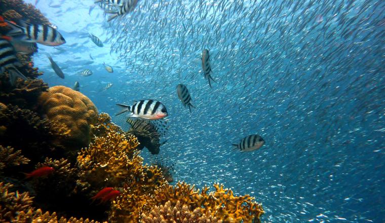 underwater photo of fishes and corals