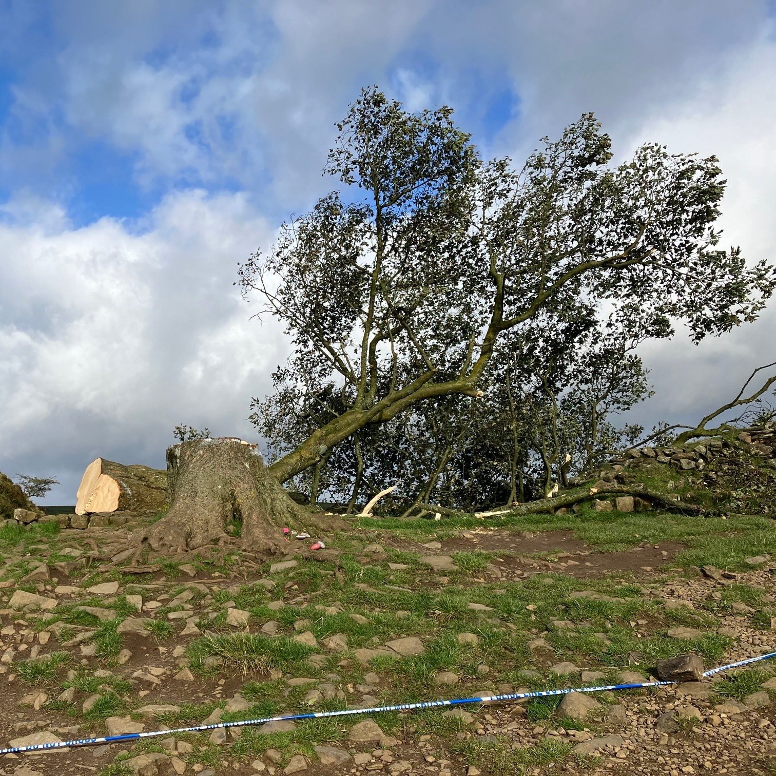 Article thumbnail: The Sycamore Gap tree which which has been felled.