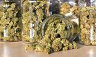 Dry and trimmed cannabis buds stored in a glass jars.
