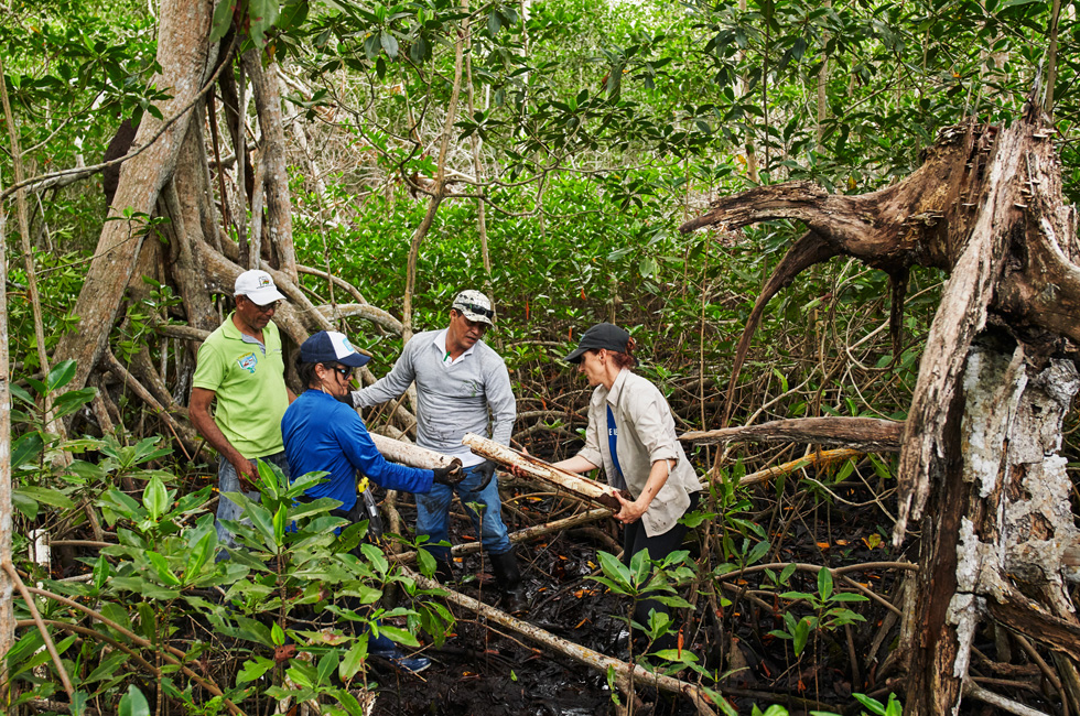 Des travailleurs de terrain dans une mangrove, en Colombie.