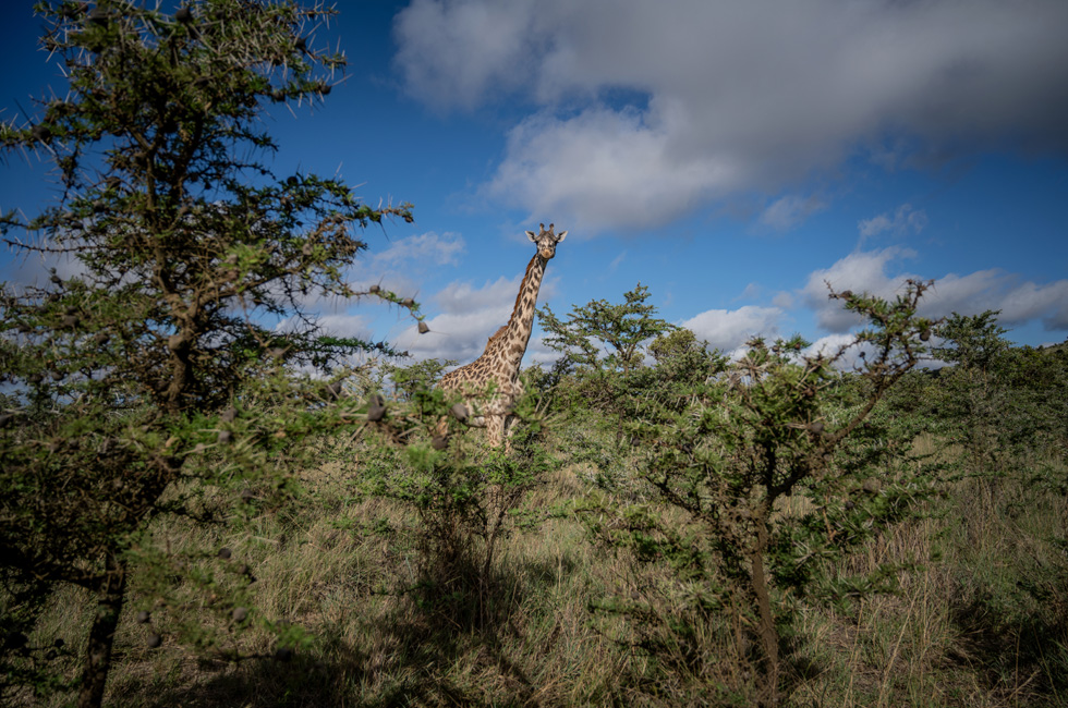 Une girafe dans la savane au Kenya.