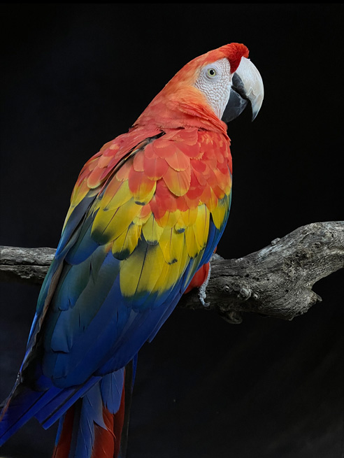 Foto em detalhes de um papagaio otimizada pelo Deep Fusion.