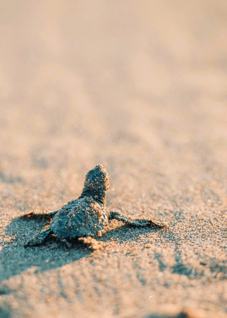 Hawksbill Turtle hatchling, North beach