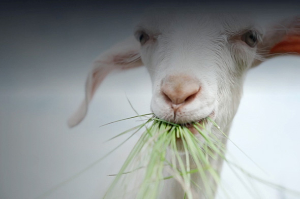 A goat eating grass