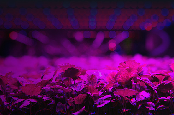 Plants growing under UV light