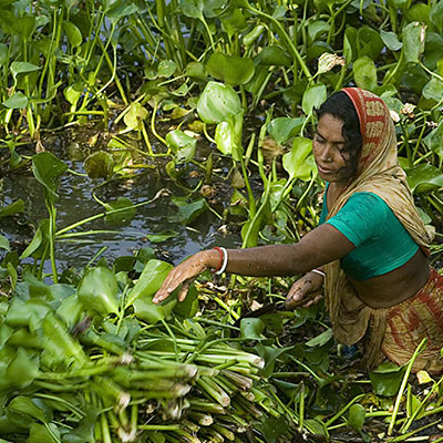 A woman harvests hyacinth (Credit: Getty Images)