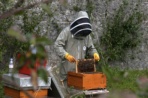 beekeeper looking at hive (Credit: BBC)