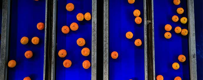 oranges on a conveyor belt