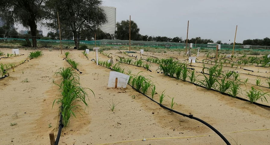 A plot of sand growing corn