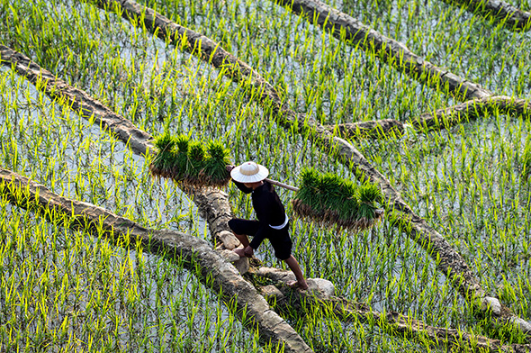Farmer in paddy field (Credit: Getty Images)